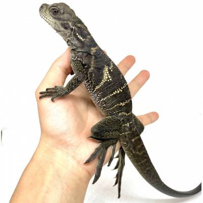 Hydrosaurus microlophus - Agame voilier de Sulawesi