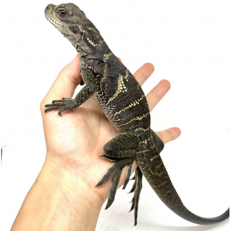 Hydrosaurus microlophus - Agame voilier de Sulawesi