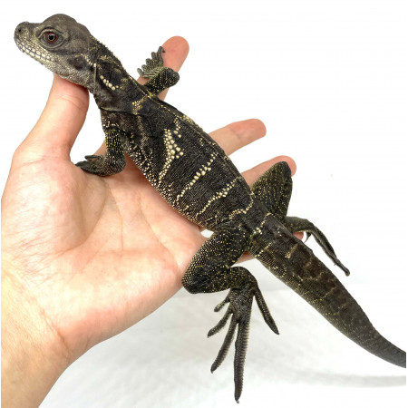 Hydrosaurus microlophus - Agame voilier de Sulawesi