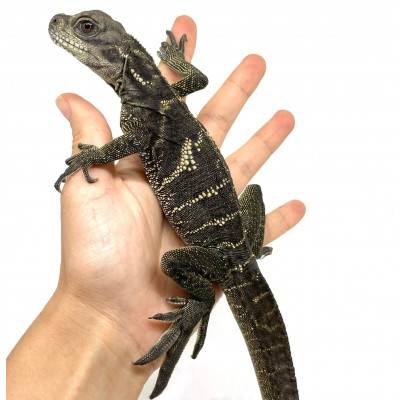 Hydrosaurus microlophus - Agame voilier de Sulawesi