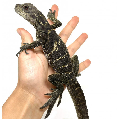 Hydrosaurus microlophus - Agame voilier de Sulawesi
