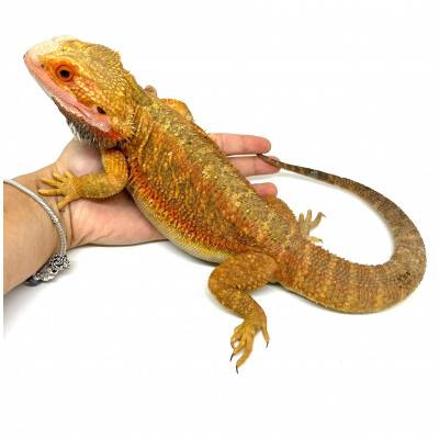 Pogona vitticeps "Red Hypo...