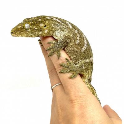 Rhacodactylus leachianus...