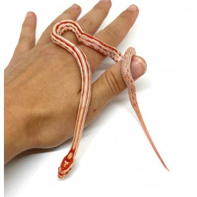 Pantherophis guttatus "Tessera Okeetee Abbott's Albinos" - Serpent des blés