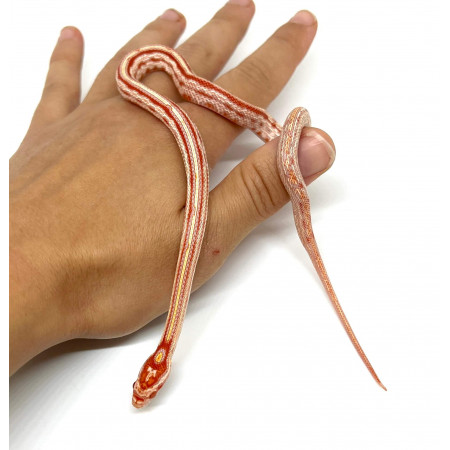 Pantherophis guttatus "Tessera Okeetee Abbott's Albinos" - Serpent des blés