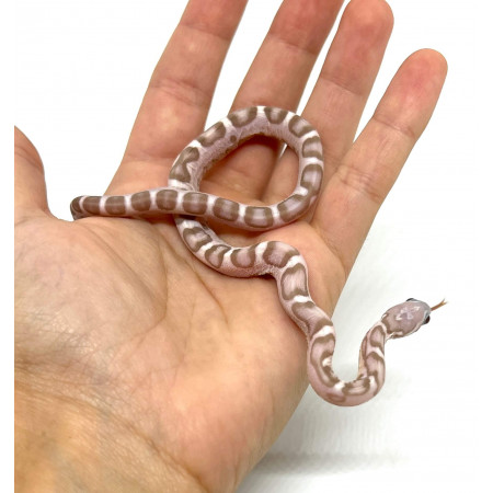 Pantherophis guttatus "Scaleless Ghost" - Serpent des blés