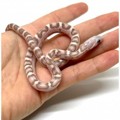 Pantherophis guttatus "Scaleless Ghost" - Serpent des blés