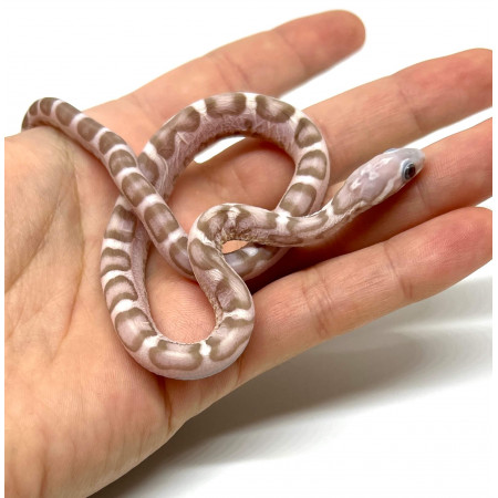 Pantherophis guttatus "Scaleless Ghost" - Serpent des blés