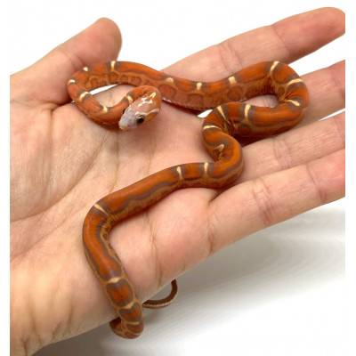 Pantherophis guttatus "Scaleless sunkissed" - Serpent des blés