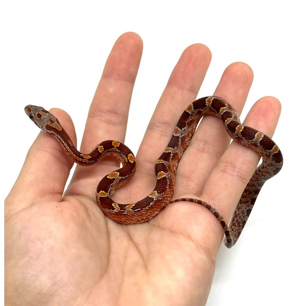 Pantherophis guttatus "Bloodred Piedside" - Serpent des blés Pantherophis guttatus "Bloodred Piedside" - Serpent des blés