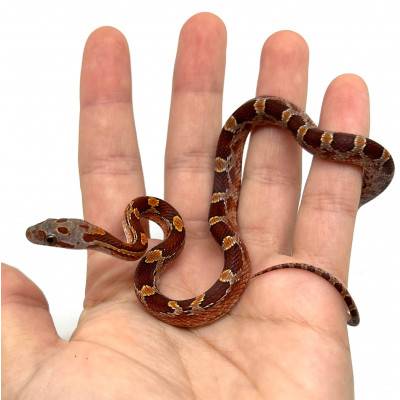Pantherophis guttatus "Bloodred Piedside" - Serpent des blés