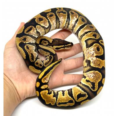 Python regius "Sugar" - Python royal