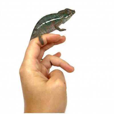 Furcifer pardalis "Nosy Be" - Caméléon panthère
