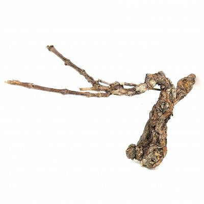 Branche de vigne naturelle