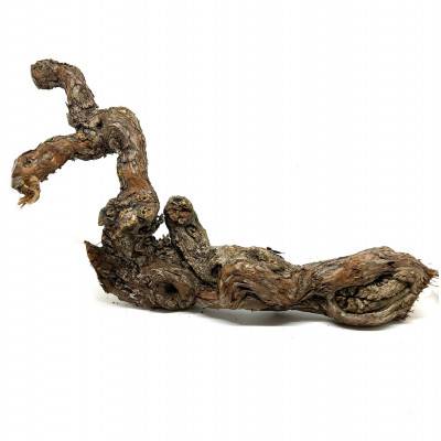 Branche de vigne naturelle