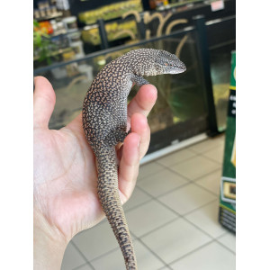 Varanus primordius - Varan...
