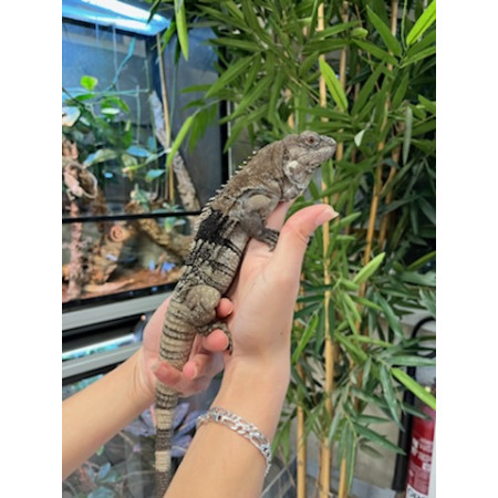 Ctenosaura palearis- Iguane à queue épineuse du Guatemala