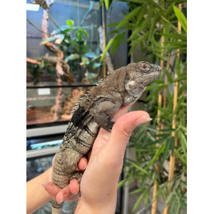 Ctenosaura palearis- Iguane...
