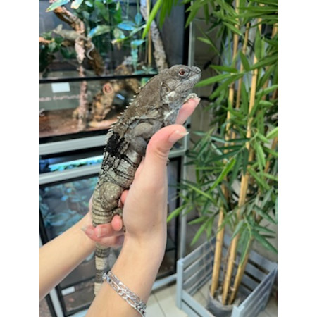 Ctenosaura palearis- Iguane à queue épineuse du Guatemala