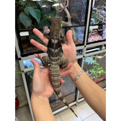Ctenosaura palearis- Iguane à queue épineuse du Guatemala