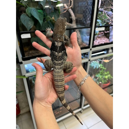 Ctenosaura palearis- Iguane à queue épineuse du Guatemala