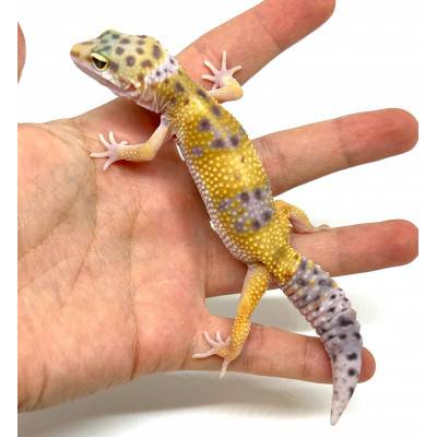 Eublepharis macularius "Hypo Snow" - Gecko léopard