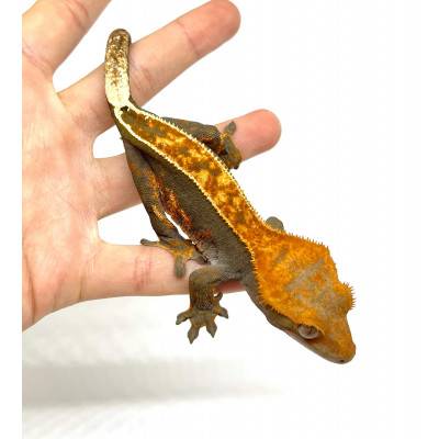Correlophus ciliatus "Halloween Pinstripe" - Gecko à crête