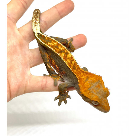 Correlophus ciliatus "Halloween Pinstripe" - Gecko à crête