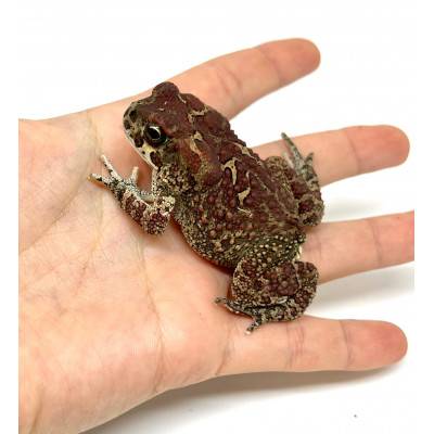 Bufo mauritanicus - Crapaud...