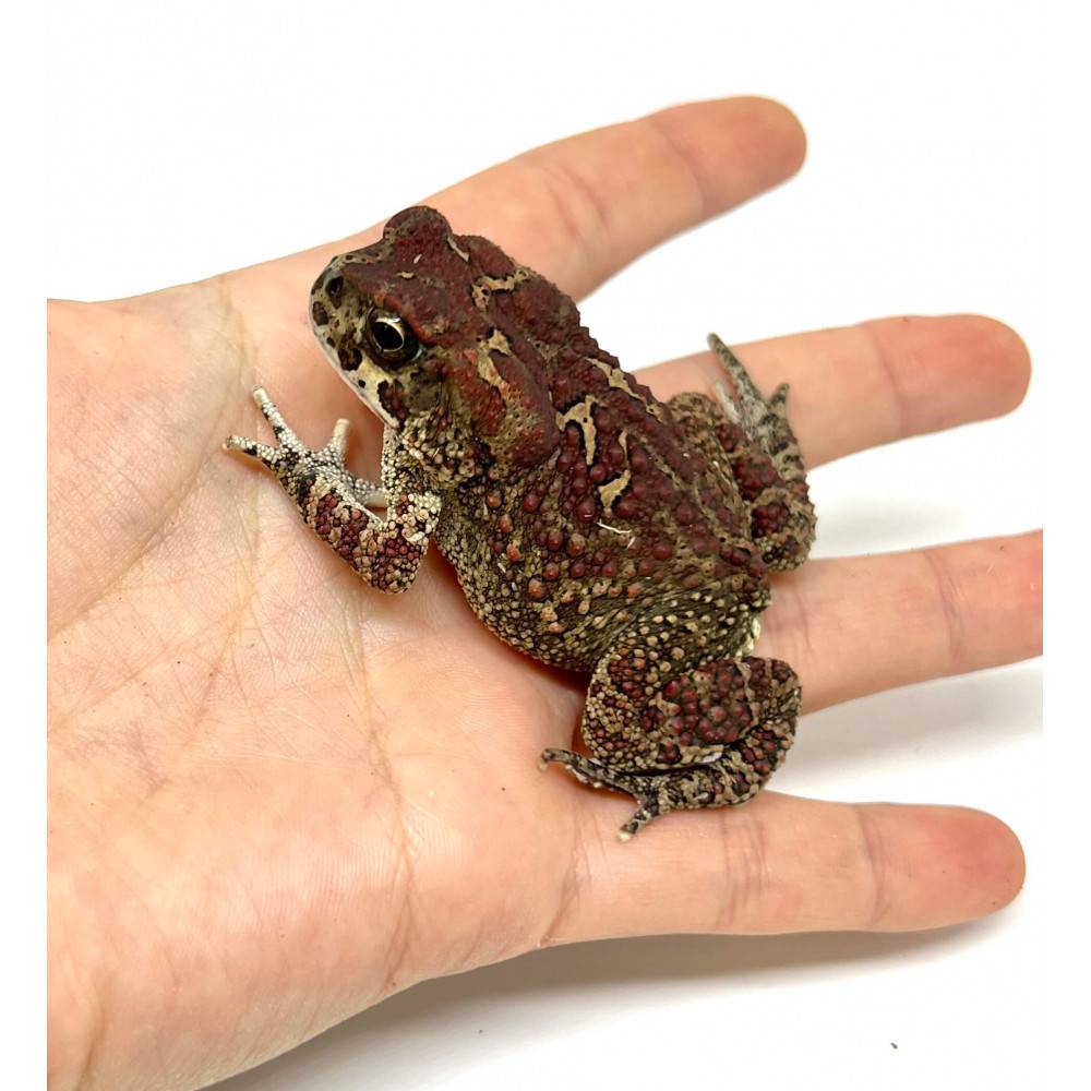 Bufo mauritanicus - Crapaud berbère