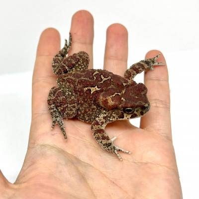 Bufo mauritanicus - Crapaud berbère