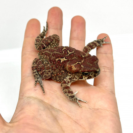 Bufo mauritanicus - Crapaud berbère