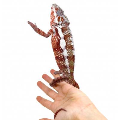 Furcifer pardalis "Tamatave"  - Caméléon panthère