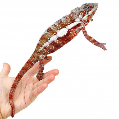 Furcifer pardalis "Tamatave"  - Caméléon panthère