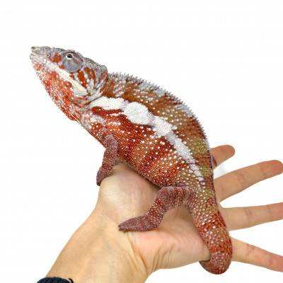 Furcifer pardalis "Tamatave"  - Caméléon panthère