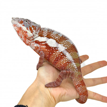 Furcifer pardalis "Tamatave"  - Caméléon panthère