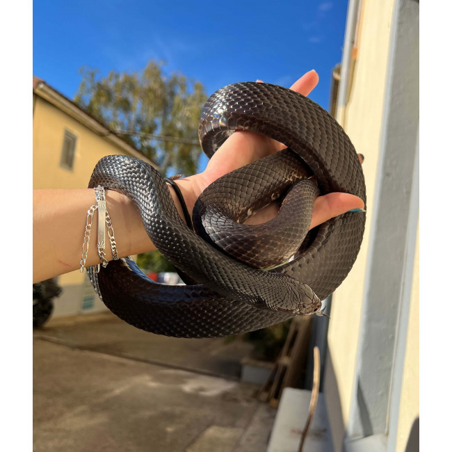 Pituophis melanoleucus lodingi Serpent noir des pins