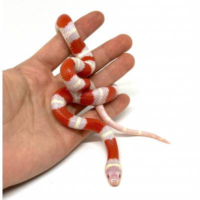 Lampropeltis polyzona...