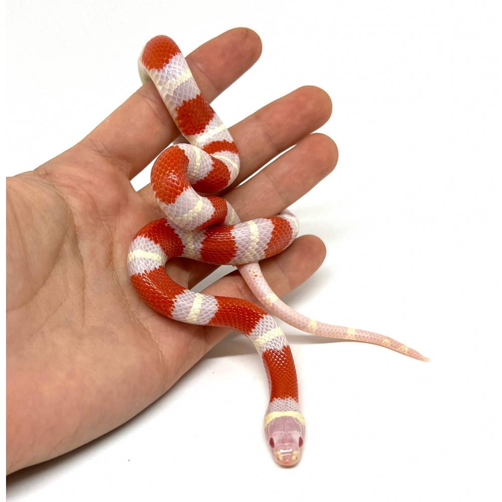 Lampropeltis polyzona (triangulum nelsoni) "Albinos" - Faux-corail du Honduras