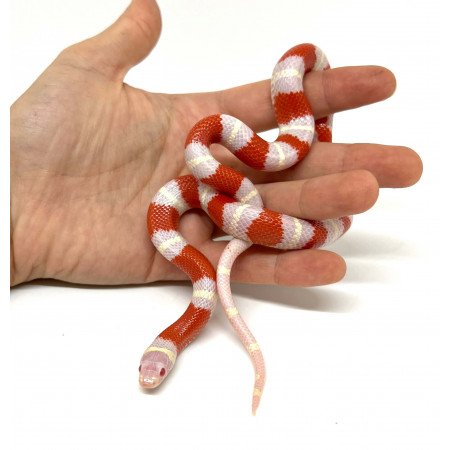 Lampropeltis polyzona (triangulum nelsoni) "Albinos" - Faux-corail du Honduras