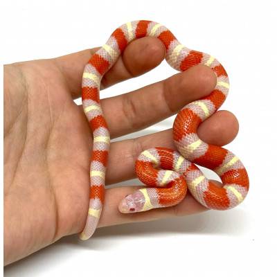 Lampropeltis polyzona...