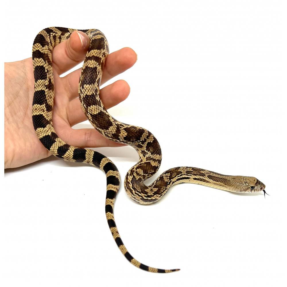 Pituophis melanoleucus mugitus - Serpent des pins de Floride