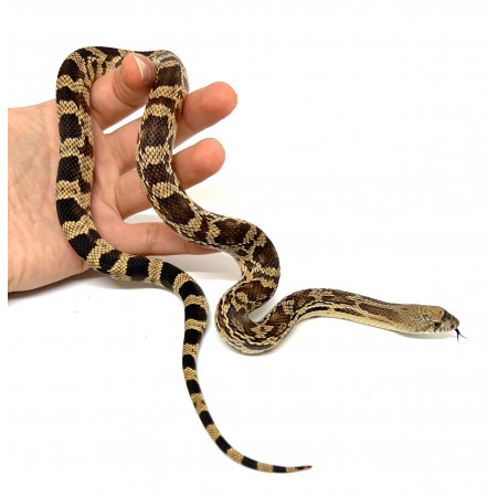 Pituophis melanoleucus mugitus - Serpent des pins de Floride