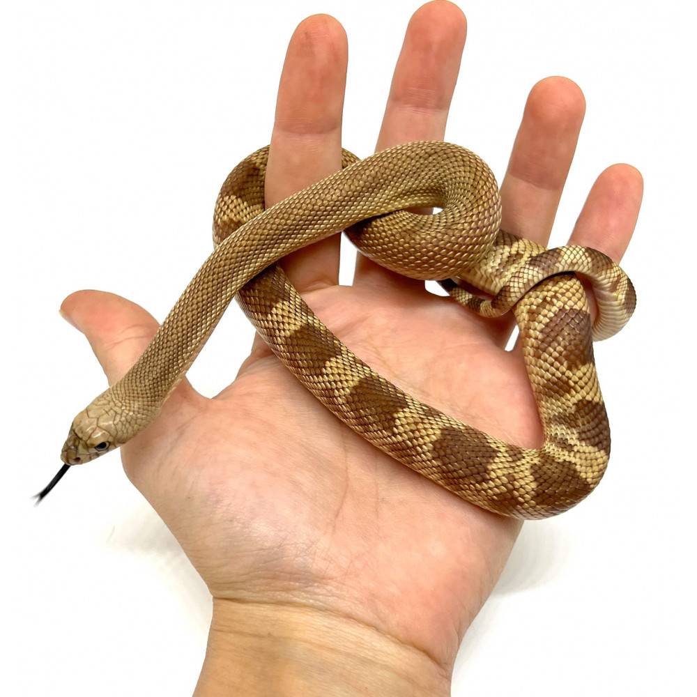Pituophis melanoleucus mugitus "Hypo" - Serpent des pins de Floride