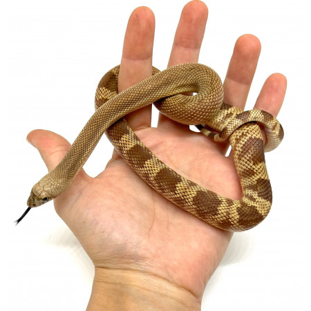 Pituophis melanoleucus mugitus "Hypo" - Serpent des pins de Floride