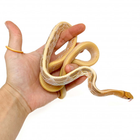 Coelognathus radiatus "Albinos T+" - Serpent ratier à tête cuivrée