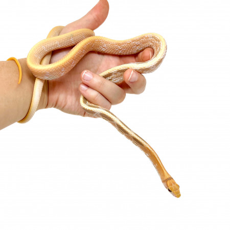 Coelognathus radiatus "Albinos T+" - Serpent ratier à tête cuivrée