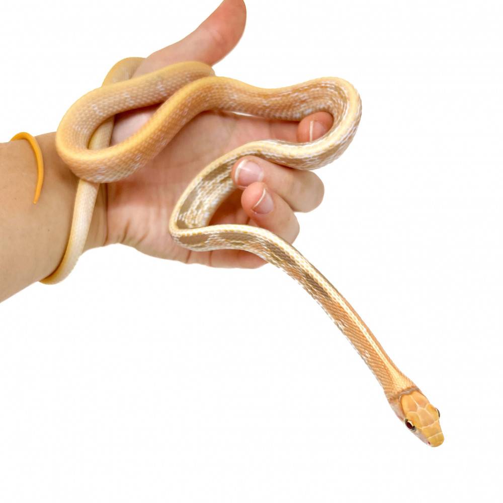 Coelognathus radiatus "Albinos T+" - Serpent ratier à tête cuivrée