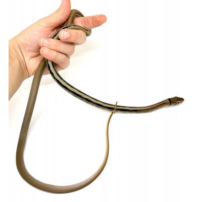 Coelognathus radiatus - Serpent ratier à tête cuivrée