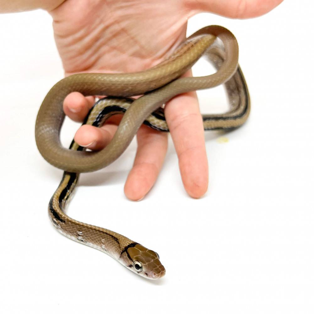 Coelognathus radiatus - Serpent ratier à tête cuivrée